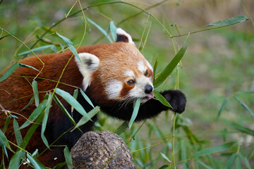 red panda eating bamboo, cute red panda using tongue
