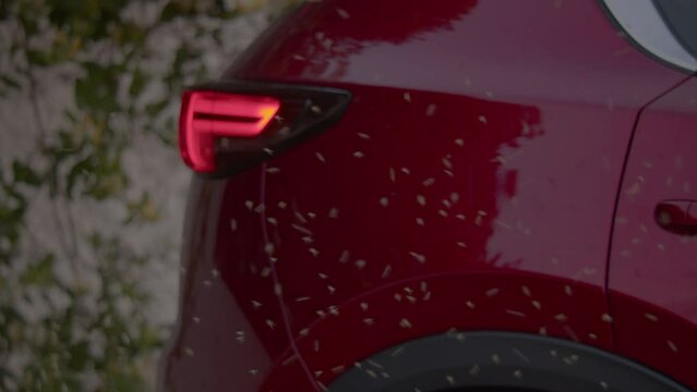 A swarm of small insects is flying around the trunk of a red car
