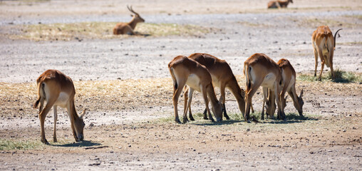 Herd of Cobe lechwe, species of antelope from southern African wetlands.