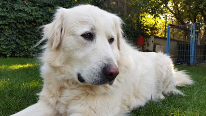Anatolian dog, sheepdog white dog pedigreed akbash