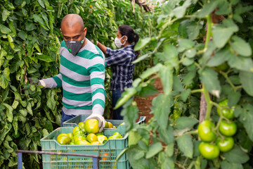 Farmer couple in protective mask working in greenhouse in summer day, harvesting fresh ripe tomatoes