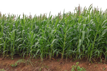 Green corn maize field growing on soil isolated on white background