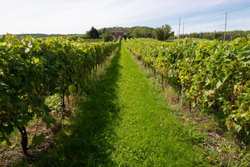 Fototapeta na wymiar Grape field plantation ordered in rows