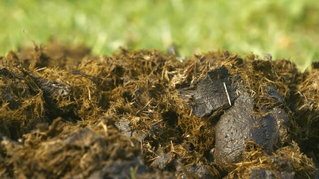 CLOSE UP, MACRO: Pile of a fresh horse excrement lying on green meadow grass. Flies and midges flying around fresh horse dropping. Livestock manure make a great organic fertilizer for growing plants.