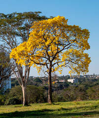 Ipe amarelo do Brasil