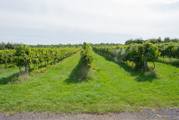 Grape field plantation ordered in rows