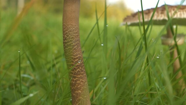 CLOSE UP, DOF: Large parasol mushroom peeps out of grass covered with morning dew. Pleasant view during autumn walk in countryside. Beautiful and edible macrolepiota procera growing on a green meadow.