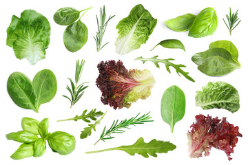 Set with greens isolated on white. Rosemary, leaves of lettuce, spinach, basil and arugula - obrazy, fototapety, plakaty