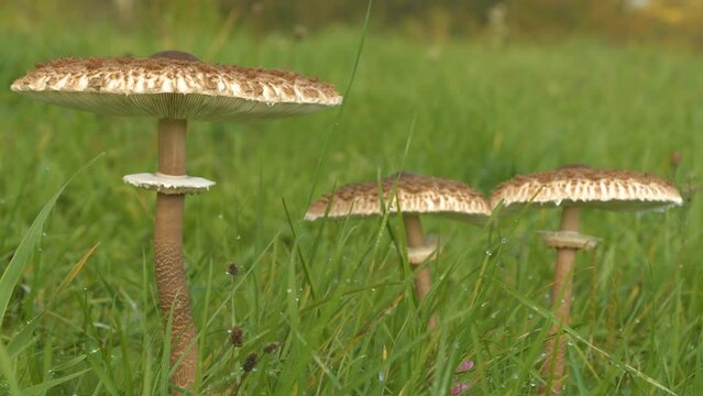 CLOSE UP, DOF: A trio of parasol mushrooms grew on a meadow after autumn rain. Beautiful and edible macrolepiota procera fungus peep out of green grass. Delightful view on a nature walk in fall season