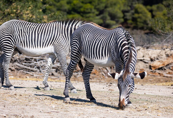 Fototapeta na wymiar On clear sunny day, two animals, group of zebras grevy walk eat on shroud. Animals in their natural habitat, nature reserve, eco tourism
