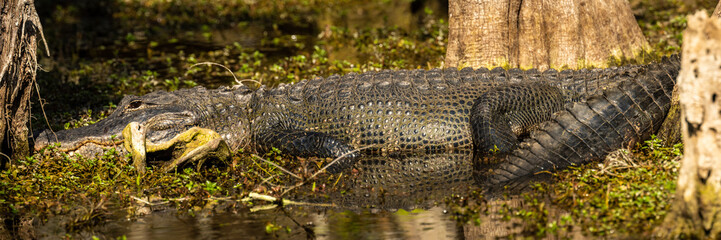 Panoramam of Alligator In Swamp