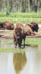 bison
