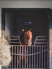 horse in stable