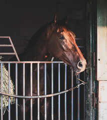 horse in stable