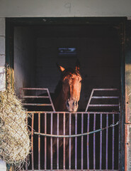 horse in stable