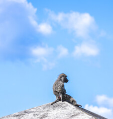 monkey on a mountain