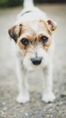 jack russell terrier puppy