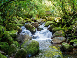 Forest mountain river flowing over boulders and rocks. Wairere falls track, highest waterfall in North Island, New Zealand. Kaimai Mamaku Conservation Park.