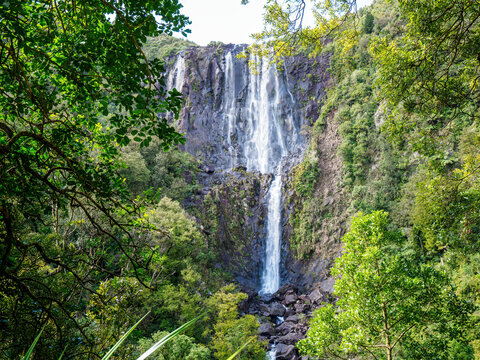 Wairere waterfall from lookout, highest waterfall in North Island, New Zealand. Kaimai Mamaku Conservation Park, Wairere falls track. Matamata