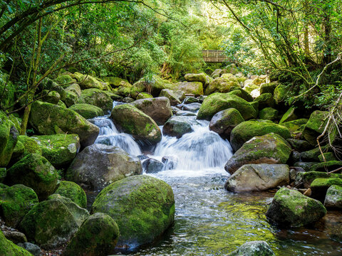 Forest mountain river flowing over boulders and rocks. Wairere falls track, highest waterfall in North Island, New Zealand. Kaimai Mamaku Conservation Park.