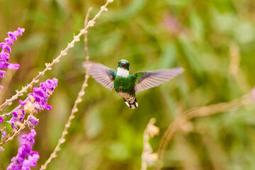 Hummingbird flying to camera