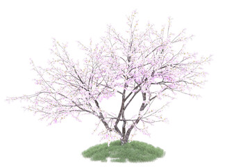 cherry blossom tree on grass