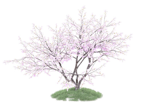 cherry blossom tree on grass