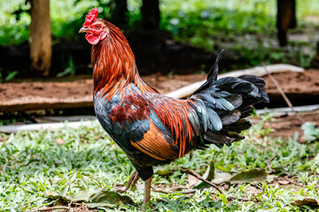 Male Red jungle fowl or rooster finding food in household local village in Champasak, Laos.