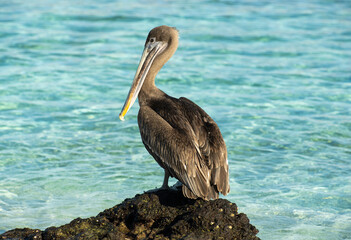 Galapagos Brown Pelican