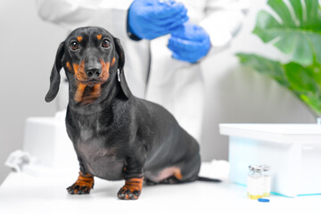 Dog dachshund is vaccinated against rabies at withers in veterinary clinic. obedient puppy sits on table in hospital, doctor being prepared gives injection - obrazy, fototapety, plakaty
