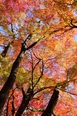 鮮やかに色づいたカエデの木