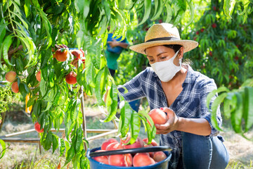 Focused latin american woman in face mask working in fruit garden, harvesting ripe peaches. Concept of coronavirus infection prevention or dust protection - obrazy, fototapety, plakaty