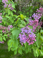 Lilacs 