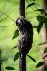 Sagui-de-tufo-branco, sagui-do-nordeste, mico-estrela ou sagui-comum