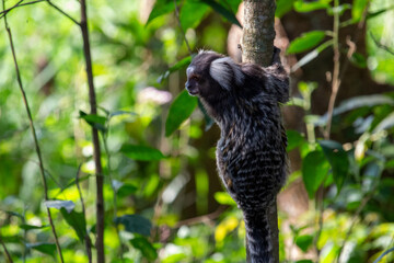 Sagui-de-tufo-branco, sagui-do-nordeste, mico-estrela ou sagui-comum