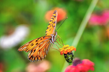 Vemos una hermosa mariposa , posada en una flor , en busca del preciado néctar , rodeada de un...