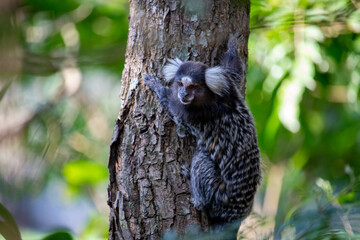 Sagui-de-tufo-branco, sagui-do-nordeste, mico-estrela ou sagui-comum