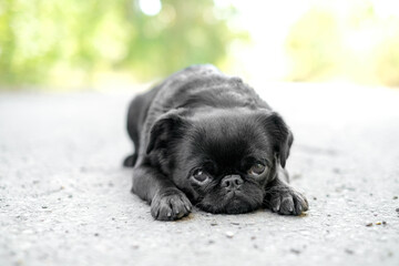 Portrait of cute pet pug-dog of breed 'Petit Brabancon Brussels Griffon' . Dog is on green grass in a park. Puppy pet concept. Summertime.