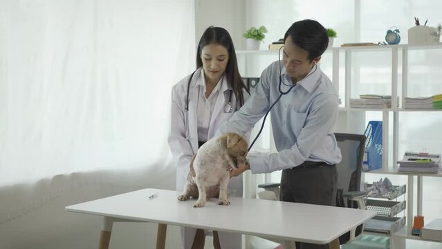 Asian male veterinarian wearing protective mask and female assistant examining dog with stethoscope on table in room at clinic, pet care and treatment concept