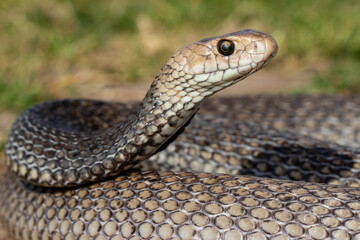 Australian highly venomous Eastern Brown Snake