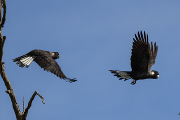 Carnaby's Black Cockatoo in flight