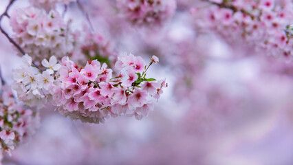 Cherry blossom  blurred background