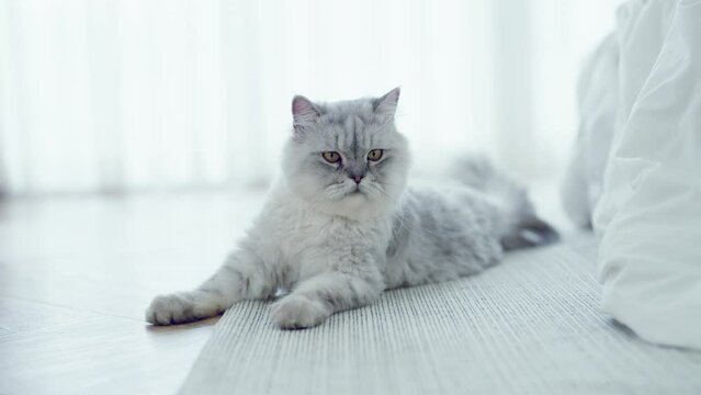 Fluffy cat lazy and lies on the floor at house. Adorable pets concept