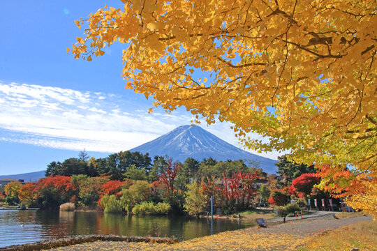 イチョウと富士山