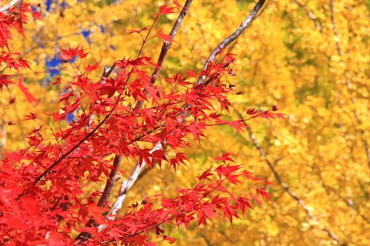紅葉と銀杏のコントラスト