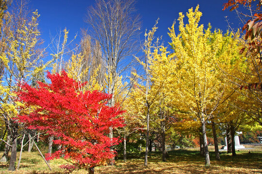 紅葉する公園