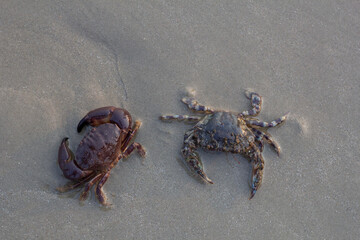Top view of Blue swimming crab, horse crab, genus maja, Scylla serrata or Serrated Mud Crab on the sand beach.