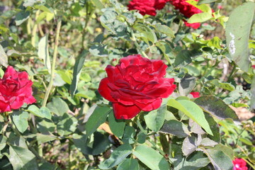 Red Rose