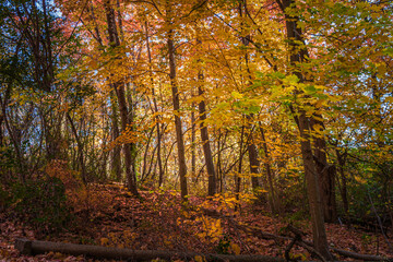 Autumn, Fall scene. Beautiful Autumnal forest.   Autumn landscape, Trees and Leaves