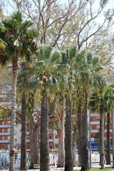 Vlorë, Albania, Sunday 2 September 2023 city center of walking on foot palm trees everywhere high...